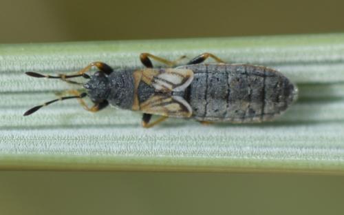 Ischnodemus sabuleti